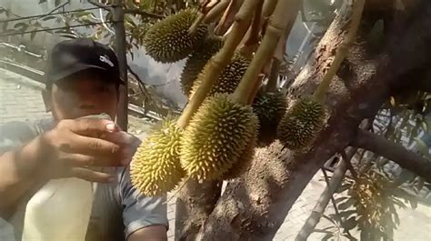 cara memaksa durian cepat berbuah