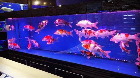 cara memelihara ikan pari di aquarium