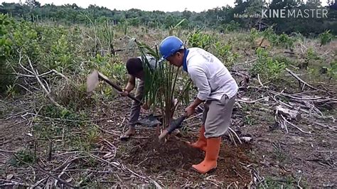 cara menanam kelapa sawit ebook