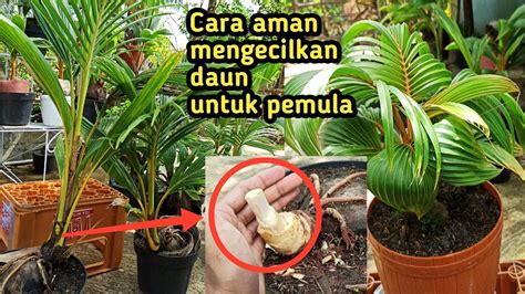 cara mengecilkan daun bonsai kelapa