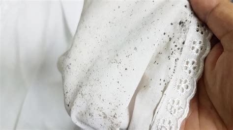 Cara Menghilangkan Jamur Di Baju Koin Laundry Cara Menghilangkan Jamur Di Baju - Cara Menghilangkan Jamur Di Baju