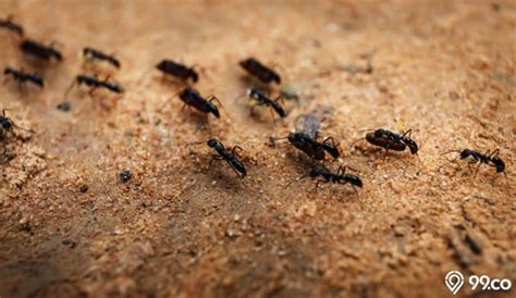 cara menghilangkan semut pada tanah tanaman