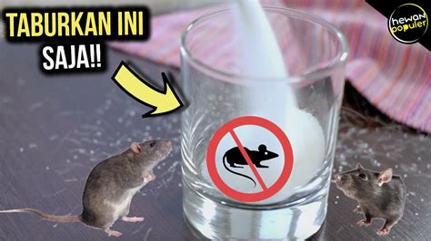 cara mengusir tikus di rumah