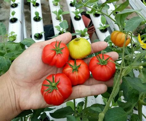 Cara Menanam Tomat yang Mudah dan Sukses di Rumah