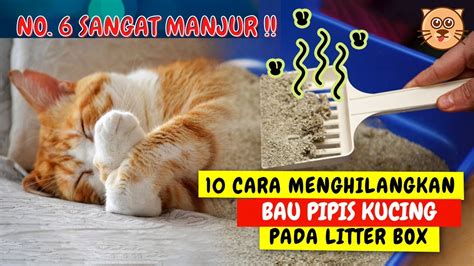 Cara Merawat Kucing Supaya Buang Air Sembarangan