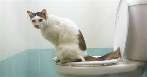 Basmi Bau Kotoran Kucing dengan 5 Rahasia Ampuh
