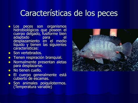 caracteristica de los peces