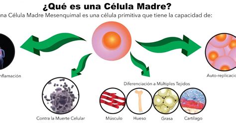 caracteristicas de celula madre