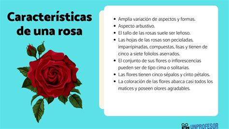 caracteristicas de la flor