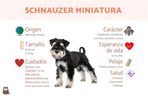 caracteristicas de los schnauzer