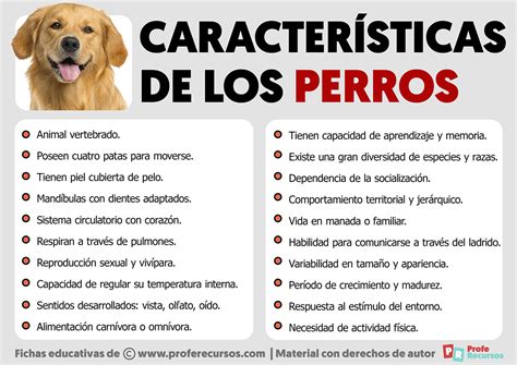 Caracteristicas Del Perro