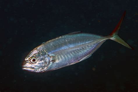 Caranx Crysos Assessment