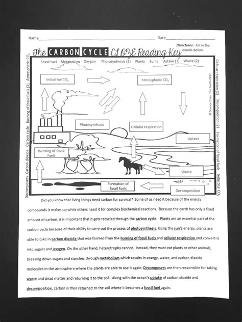 Carbon Cycle Answer Key