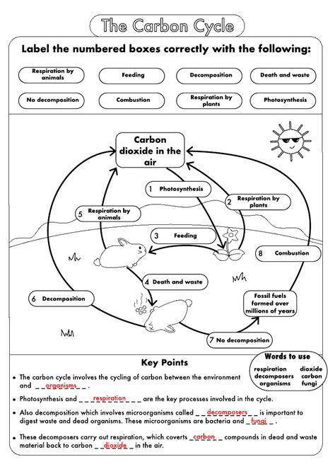 Carbon Cycle Diagram Worksheet Integrated Science Cycles Worksheet Answer - Integrated Science Cycles Worksheet Answer