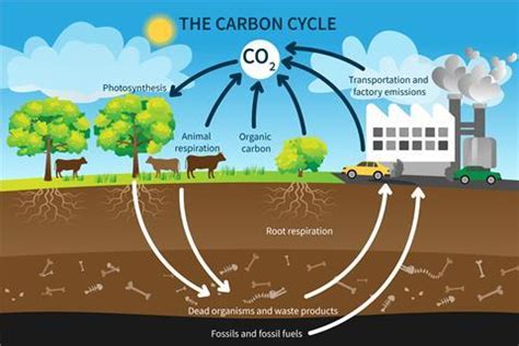 Carbon Cycle Game Resource Rsc Education Carbon Cycle Activity Worksheet - Carbon Cycle Activity Worksheet