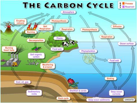 Carbon Cycle Lesson Plan Resource Rsc Education Carbon Cycle Activity Worksheet - Carbon Cycle Activity Worksheet