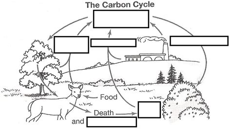 Carbon Cycle Pogil