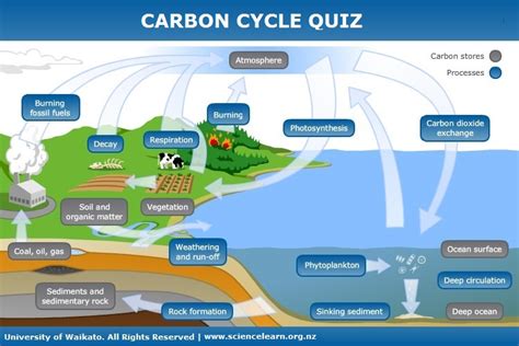 Carbon Cycle Quiz Science Learning Hub Cycles Worksheet Carbon Cycle Answers - Cycles Worksheet Carbon Cycle Answers