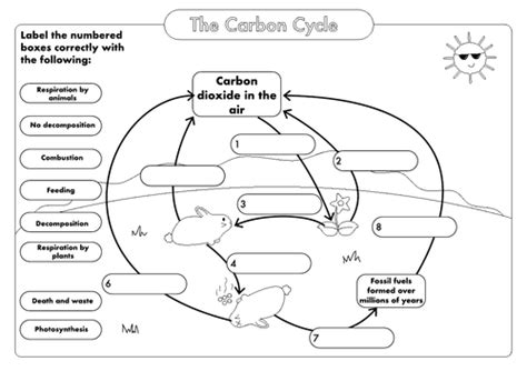 Carbon Cycle Worksheet Activity Earth And Space Science Carbon Cycle Activity Worksheet - Carbon Cycle Activity Worksheet
