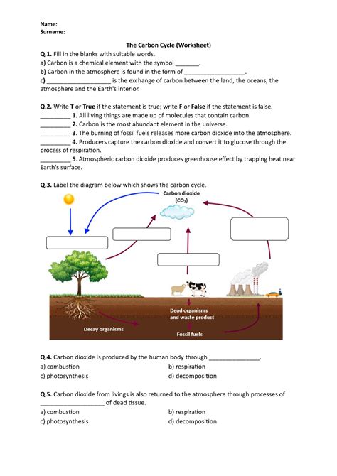Carbon Cycle Worksheet Answers Calvin Cycle Worksheet Answers - Calvin Cycle Worksheet Answers