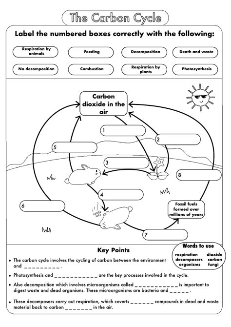 Carbon Cycle Worksheets Easy Teacher Worksheets Carbon Cycle Activity Worksheet - Carbon Cycle Activity Worksheet
