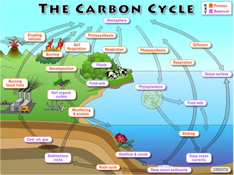 Carbon Cycles Lesson Teachengineering Carbon Cycle Worksheet Answer Key - Carbon Cycle Worksheet Answer Key