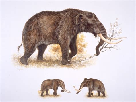 carbon dating woolly mammoth wrong