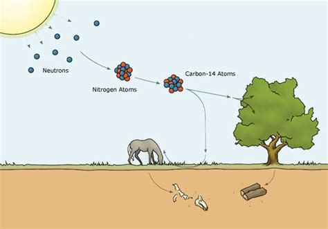 carbon-14 dating environment