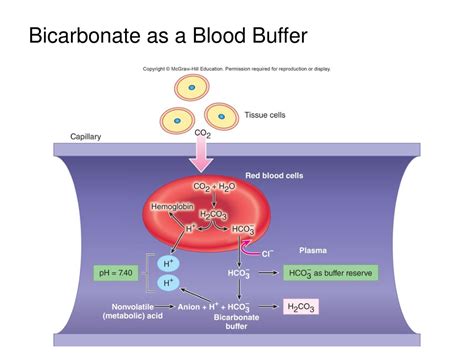 carbonaat buffer