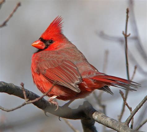 cardenal