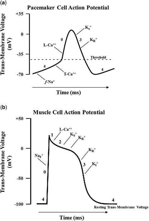 Cardiac Cell Action Potential