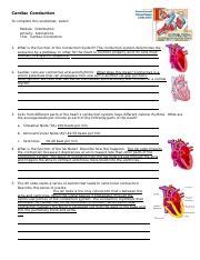 Cardiac Conduction Animations Worksheet Course Hero Cardiac Conduction Worksheet Answers - Cardiac Conduction Worksheet Answers