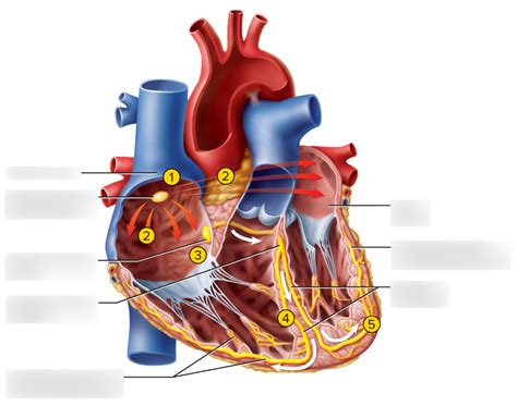 Cardiac Conduction System Flashcards Quizlet Cardiac Conduction Worksheet Answers - Cardiac Conduction Worksheet Answers