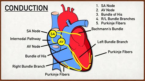 Cardiac Conduction System Of The Heart