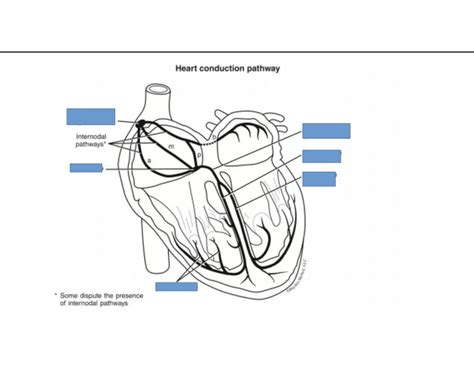 Cardiac Conduction System Printable Worksheet Purposegames Cardiac Conduction Worksheet Answers - Cardiac Conduction Worksheet Answers