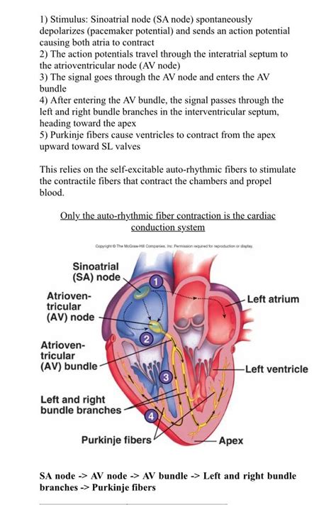 Cardiac Conduction Worksheet Answers Cardiac Conduction Worksheet Answers - Cardiac Conduction Worksheet Answers