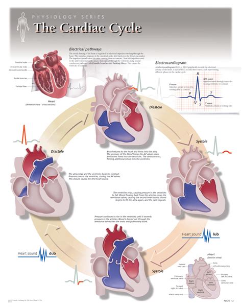 Cardiac Cycle Chart