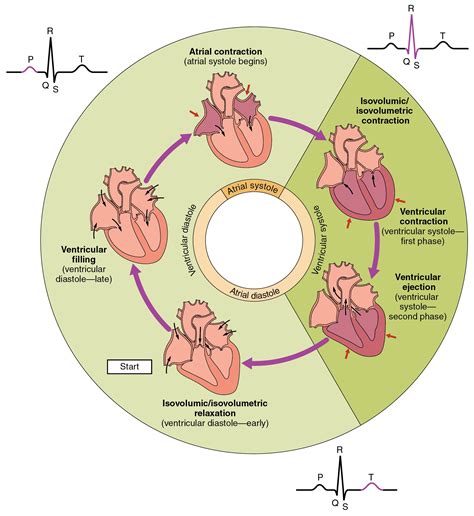 Cardiac Cycle Pdf