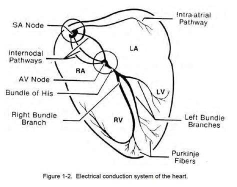 Cardiac Electrical Conduction System