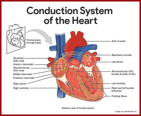 Cardiovascular Physiology Pearson