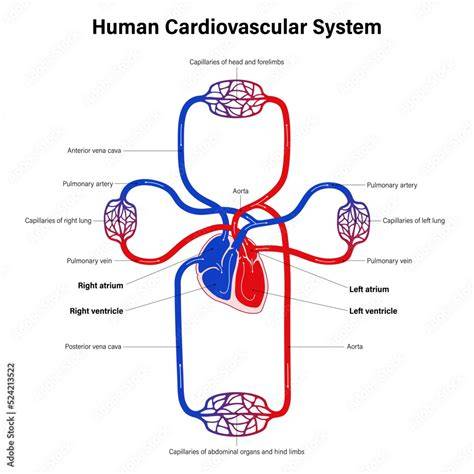 Cardiovascular System