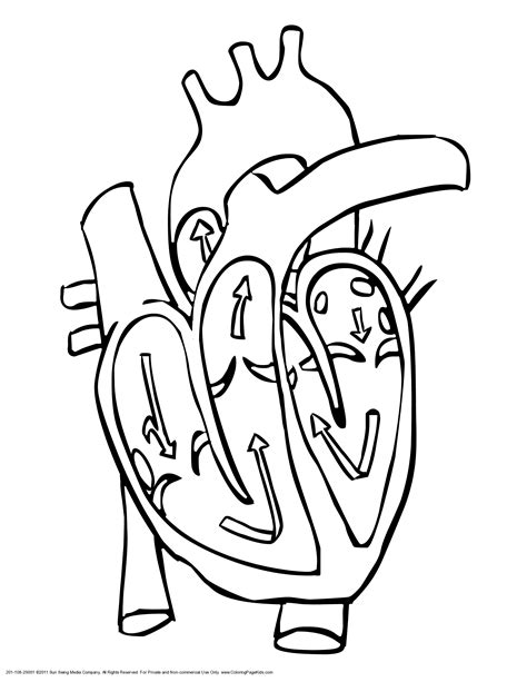 Cardiovascular System Coloring Page Free Printable Coloring Pages Heart Coloring Worksheet - Heart Coloring Worksheet