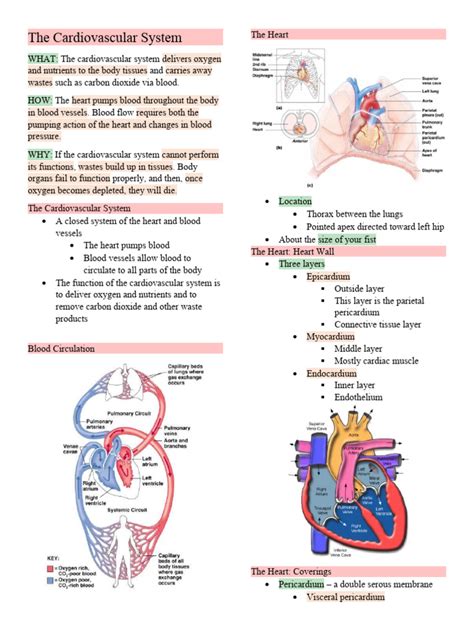 Cardiovascular System Pdf Notes