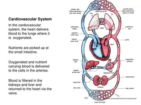 Cardiovascular System Ppt