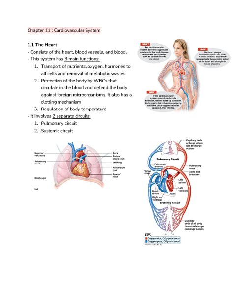 Read Online Cardiovascular System Chapter 11 Answer Key 