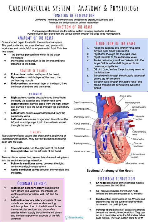 Full Download Cardiovascular System Nursing Study Guide 