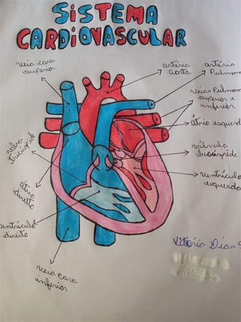 cardiovascular-4