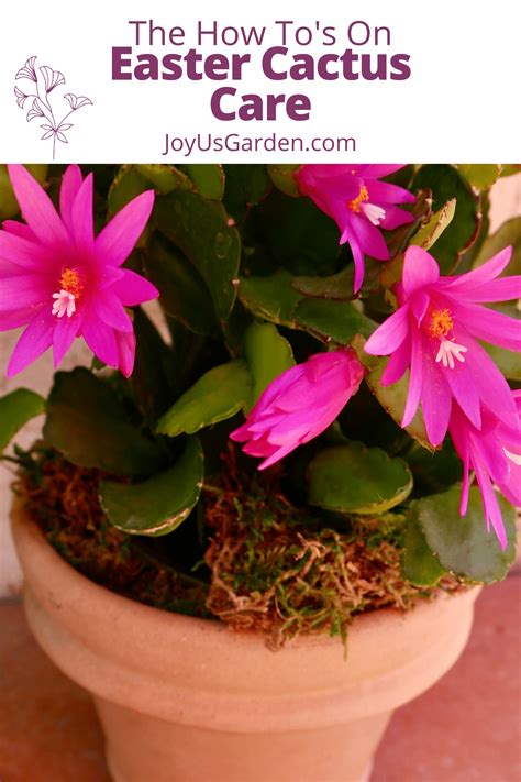 care of spring cactus