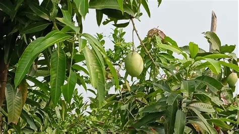 caring mango plant🤗 #shorts #shortsvideo #youtubeshorts