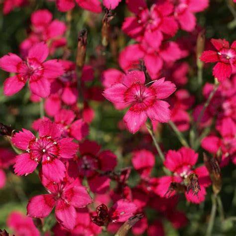 carmine rose nudes